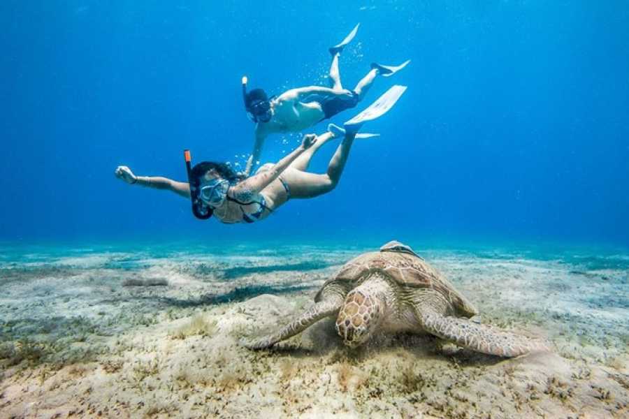 Abu Dabab – Snorkeling avec tortues de mer et dugongs