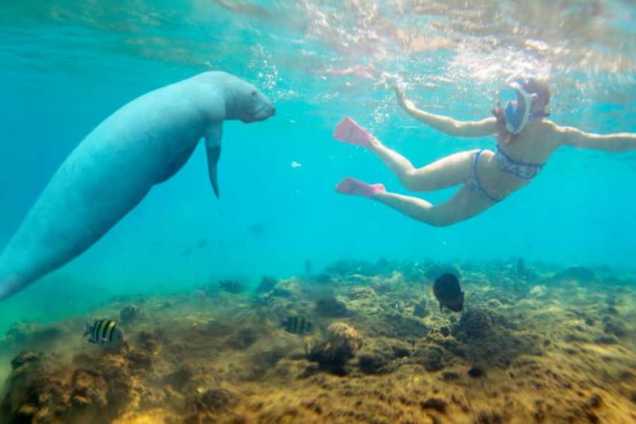 Abu Dabab – Snorkeling avec tortues de mer et dugongs