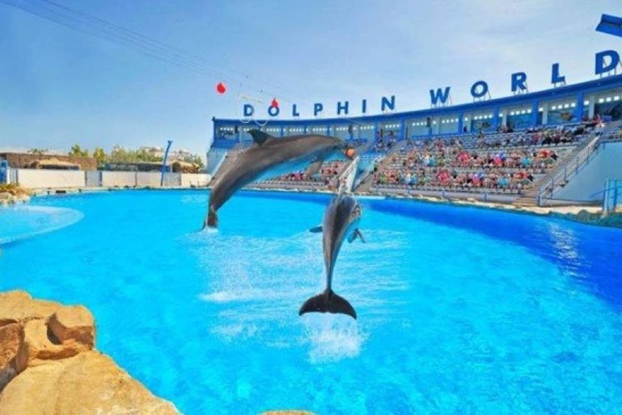 Hurghada Dolphin Show – Family Fun Experience