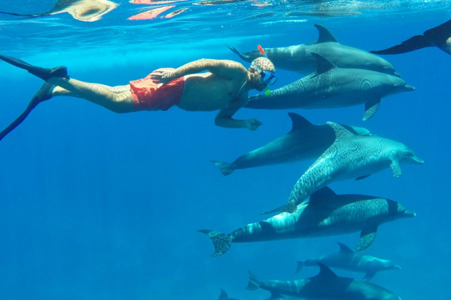 Dolphin House Snorkeling Adventure – Hurghada