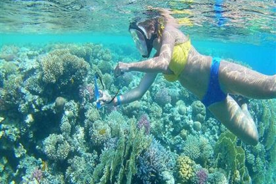 Diving Adventure in the Red Sea